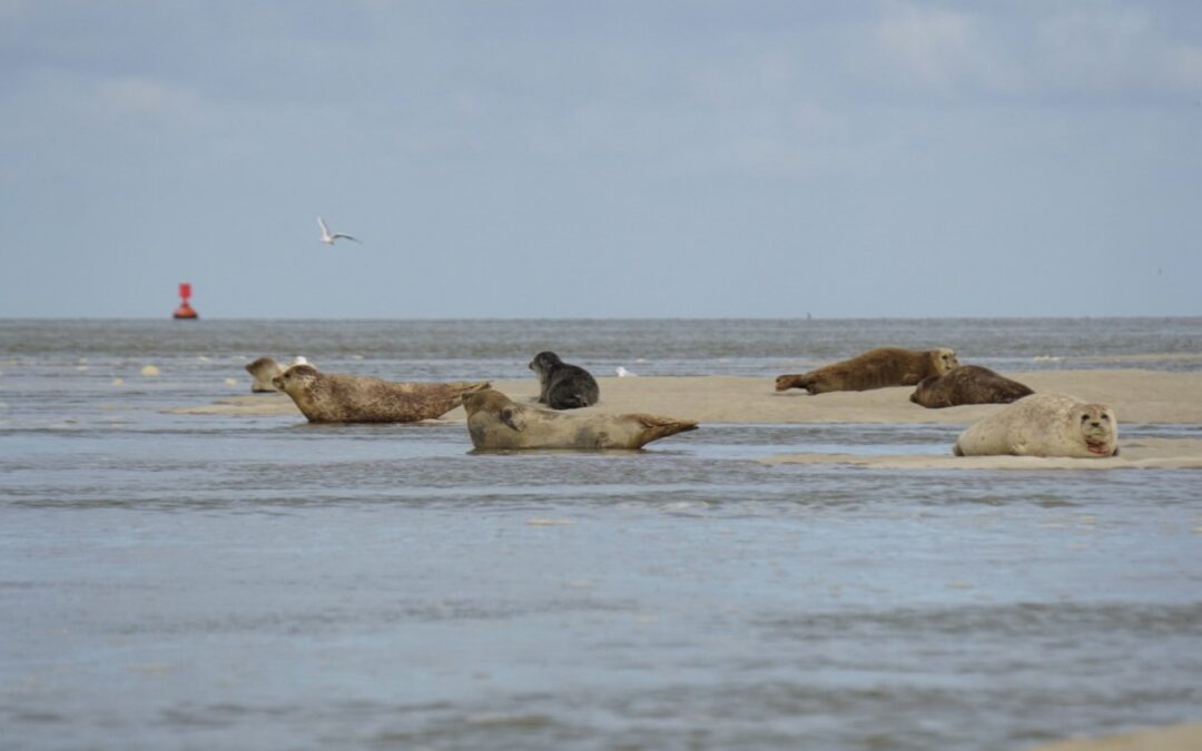 Phoques en Baie de Somme