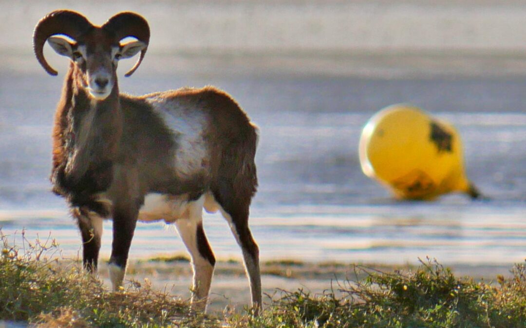 Mouflon dans la Baie de Somme